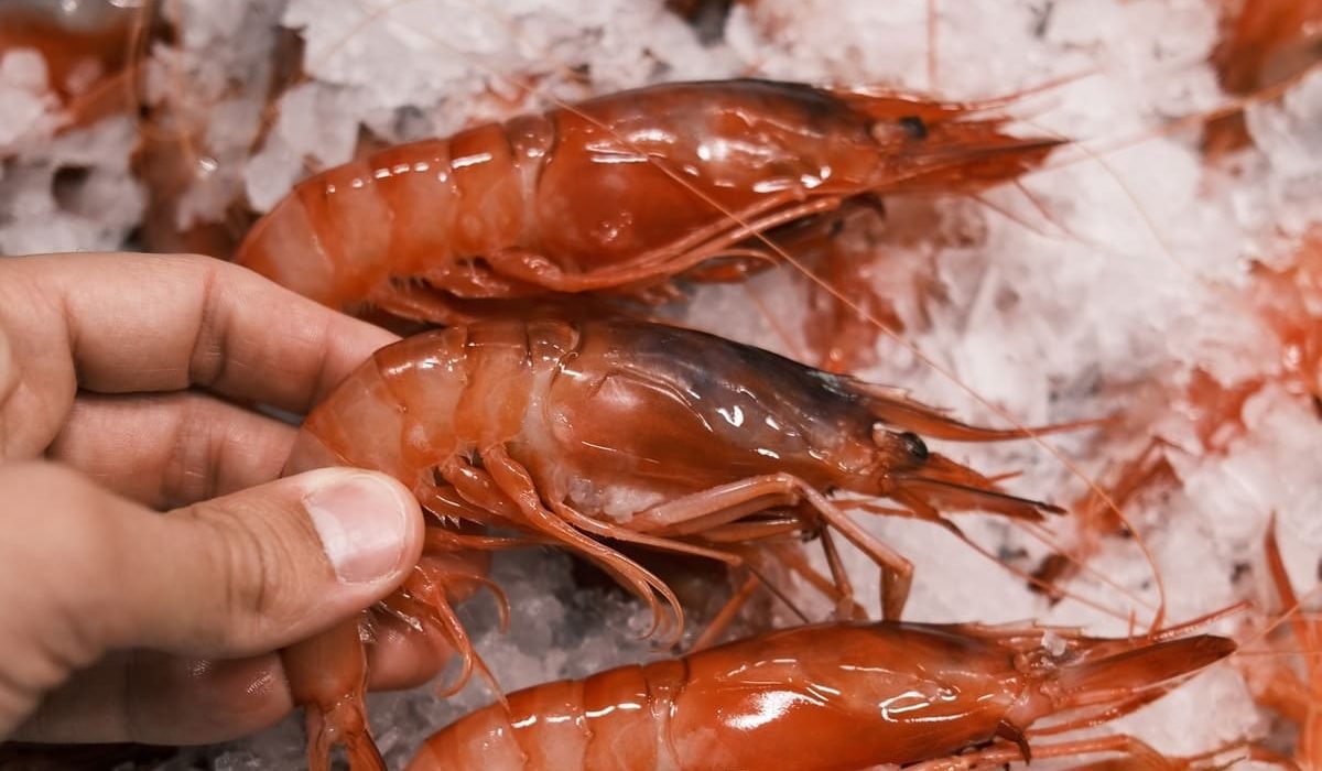 gambas rojas vs gambas blancas