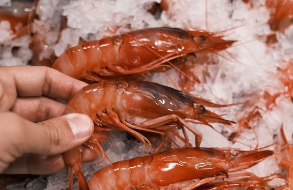 gambas rojas vs gambas blancas