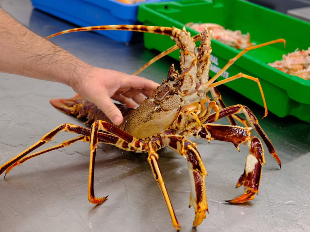 langosta viva y fresca