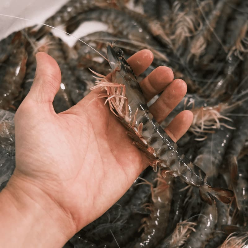 langostino del Mar Menor