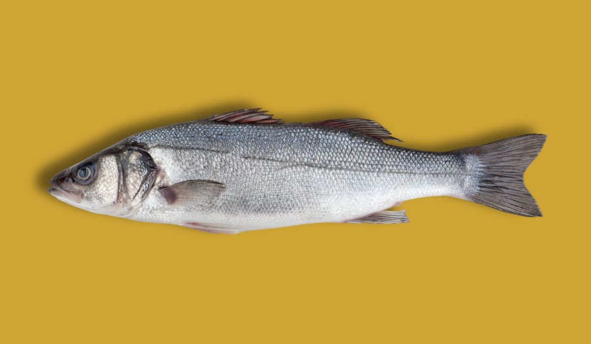 lubina pescado blanco