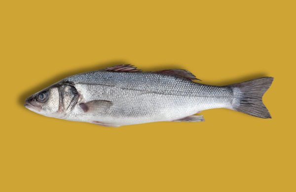 lubina pescado blanco