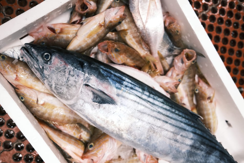 pescado fresco de la lonja
