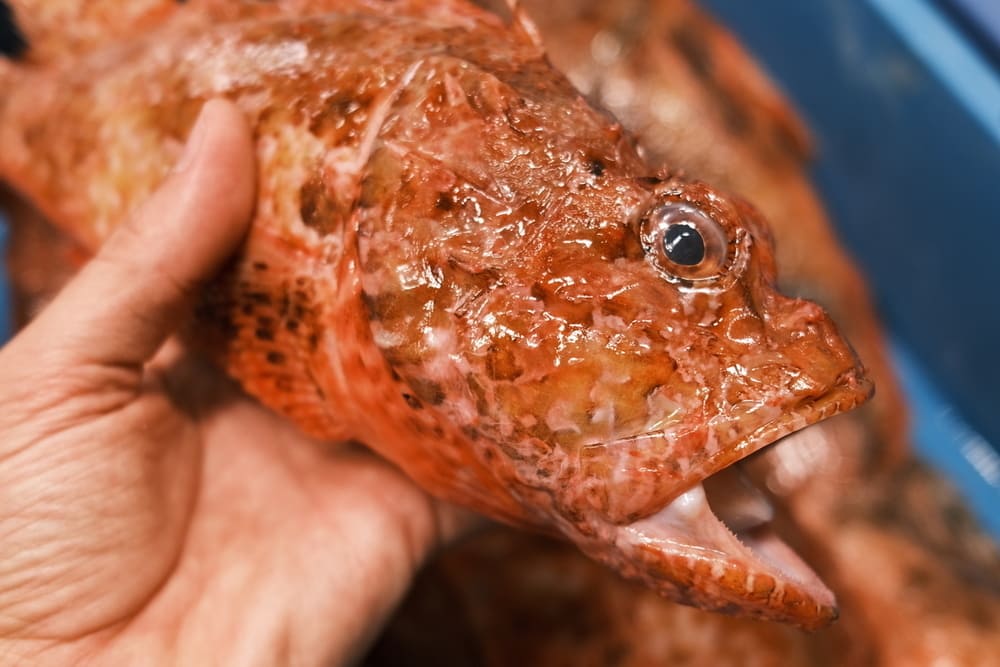 pescado fresco con ojos brillantes