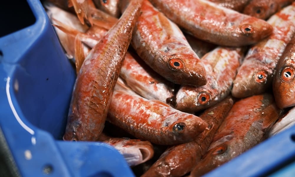 pescado de la lonja