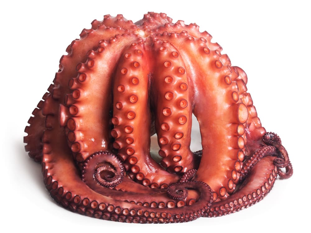 pulpo cocido