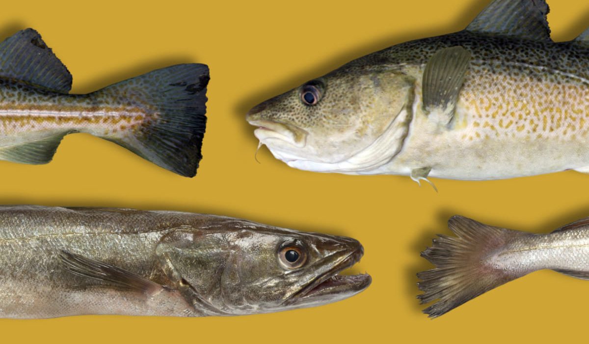 qué son las cocochas