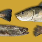 qué son las cocochas