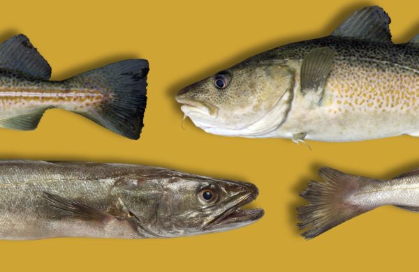 qué son las cocochas