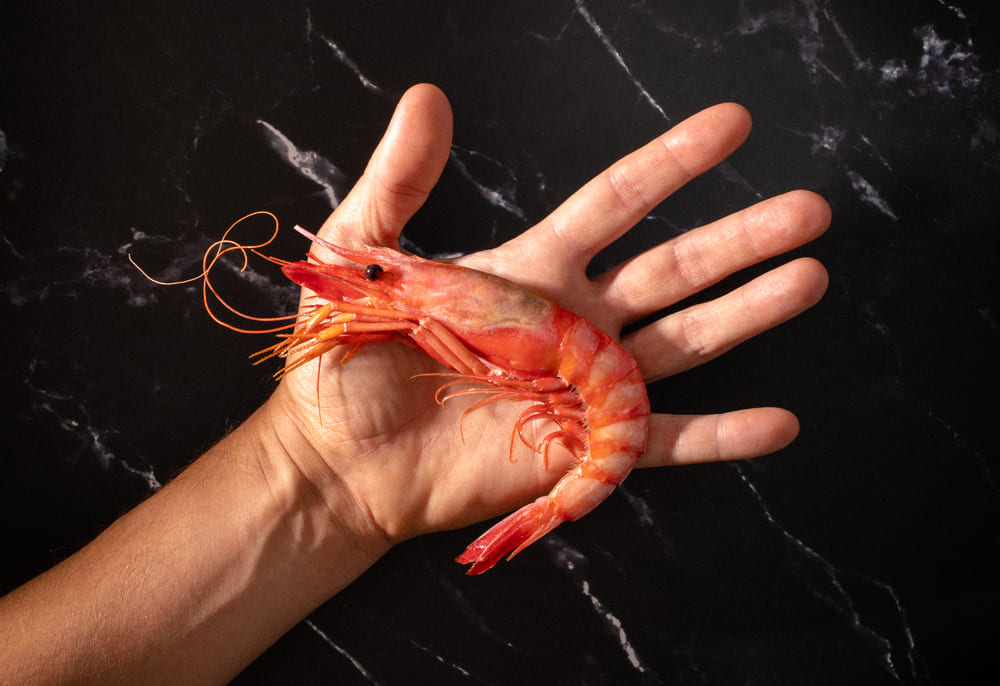 reconocer gamba roja de Huelva