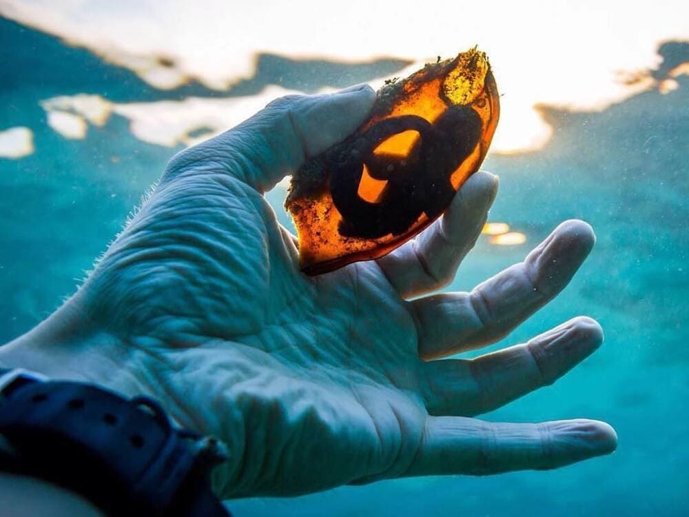 reproducción de los tiburones