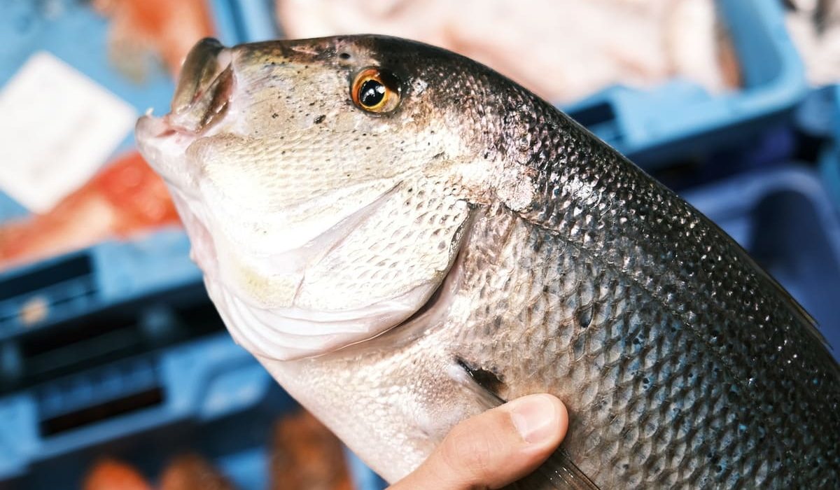 saber si el pescado es fresco