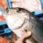 saber si el pescado es fresco