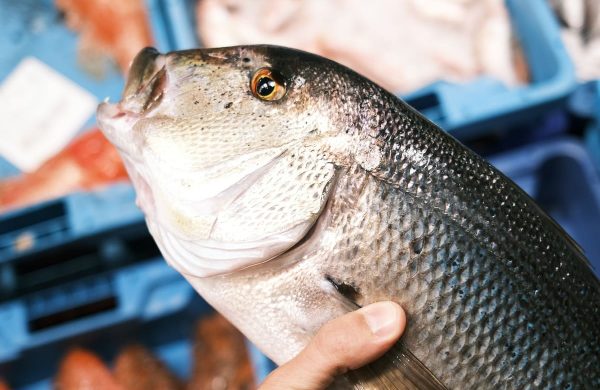 saber si el pescado es fresco