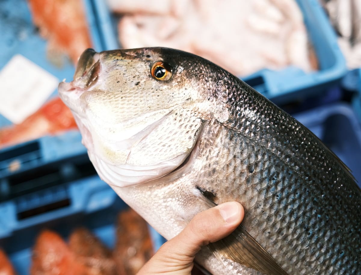 saber si el pescado es fresco