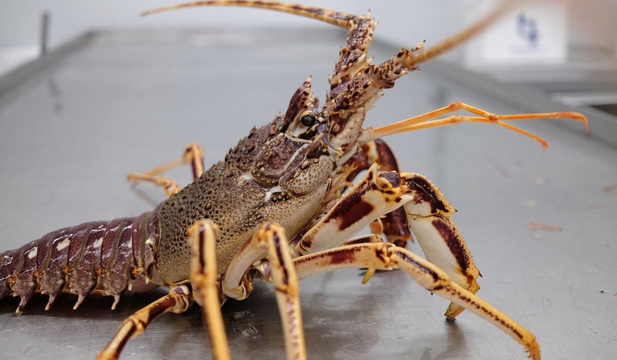 cómo saber si el marisco es fresco