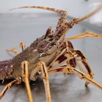 cómo saber si el marisco es fresco