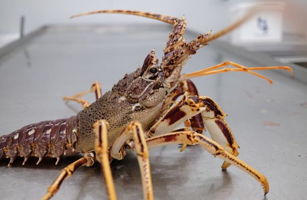 cómo saber si el marisco es fresco