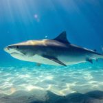 tiburón es mamífero o pez