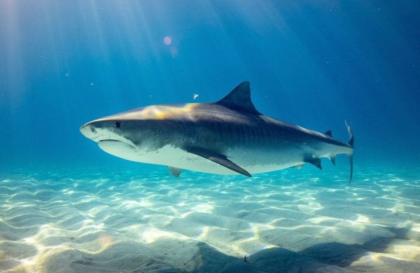 tiburón es mamífero o pez