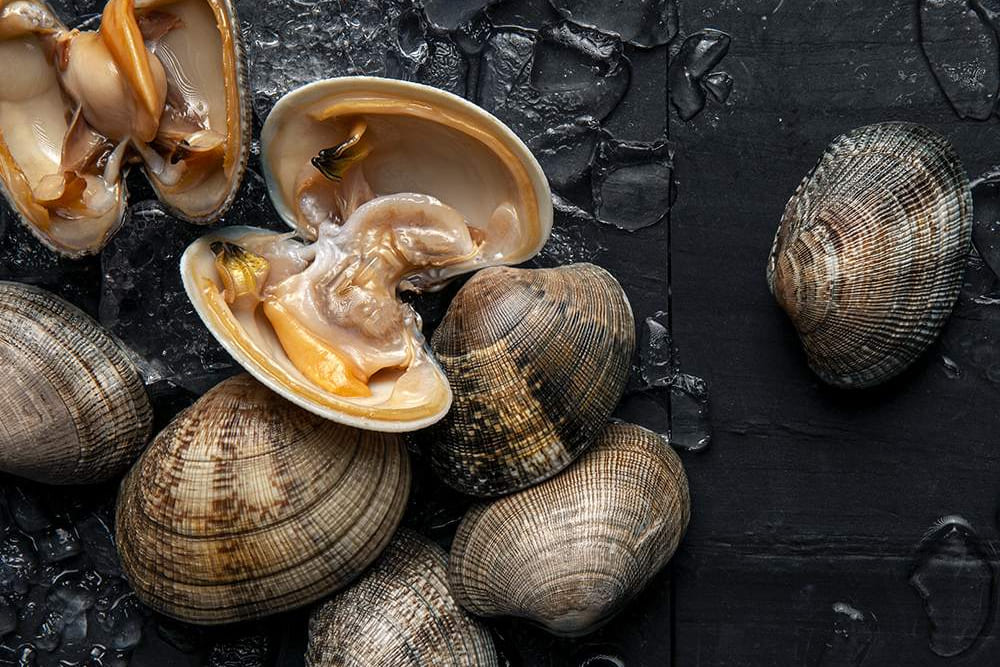 tipo de almeja japónica