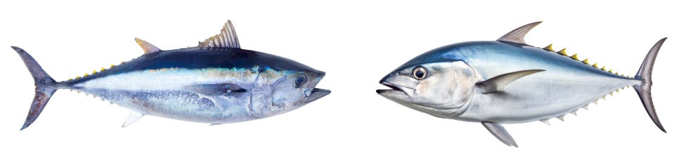 atún vs bonito del Norte