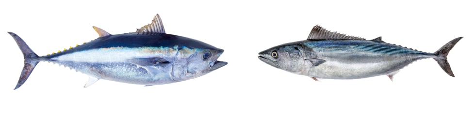 atún vs bonito común
