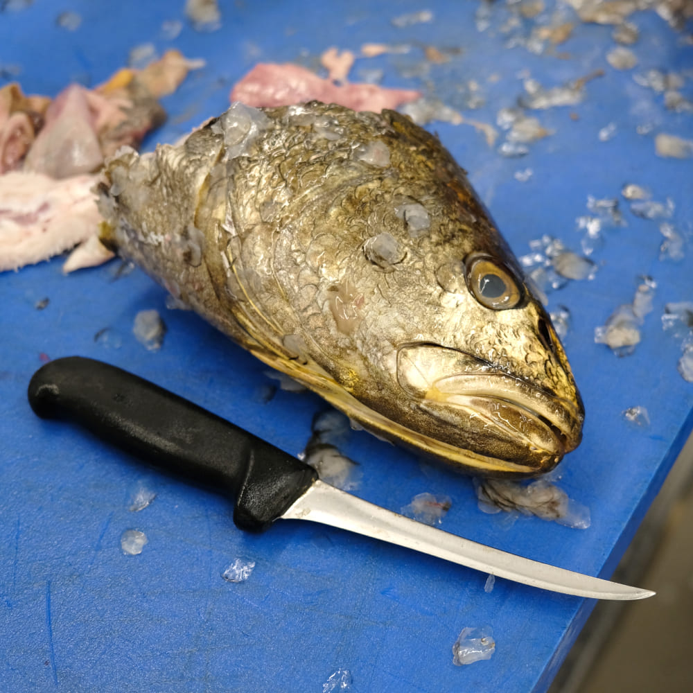 cabeza de corvina Rex