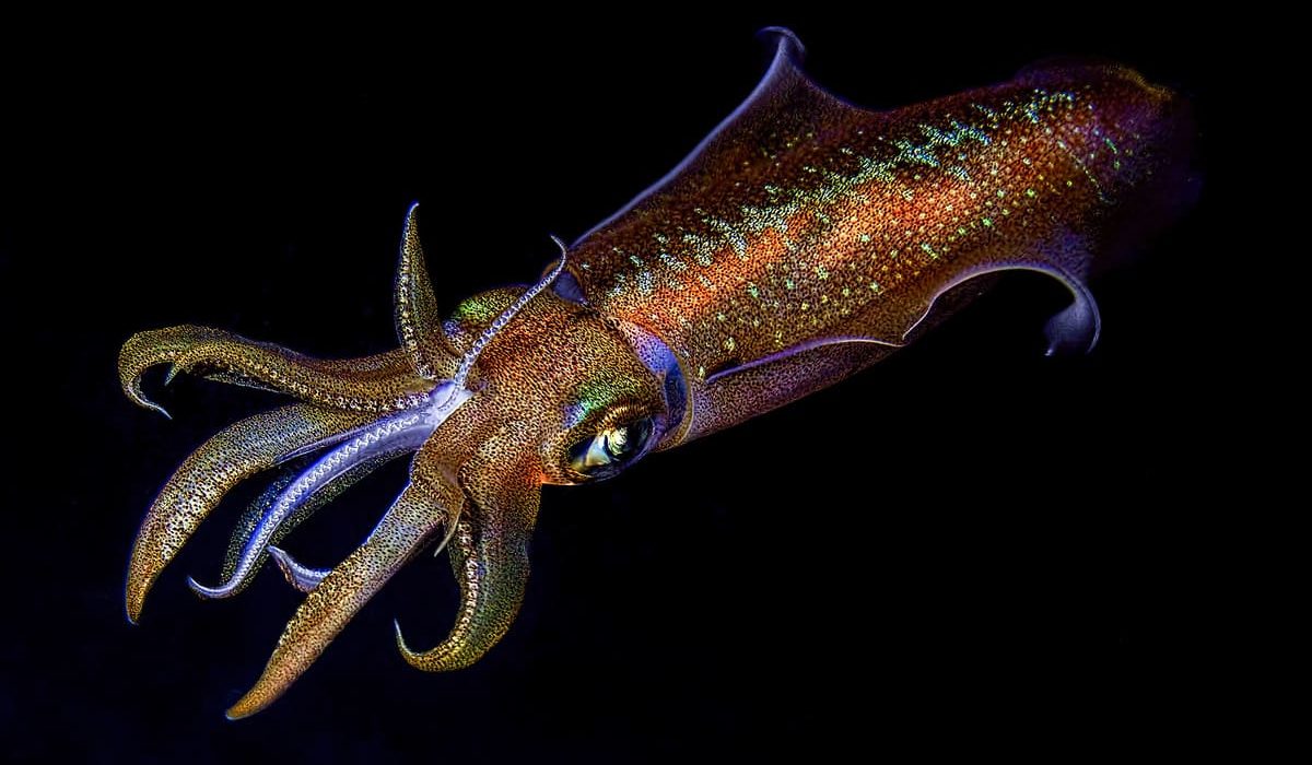 calamar no es un marisco