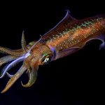 calamar no es un marisco