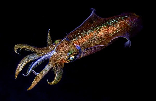 calamar no es un marisco