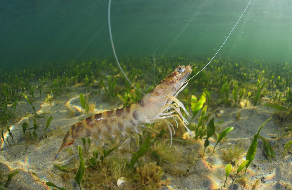 características langostinos mar Menor