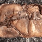 cómo descongelar pulpo