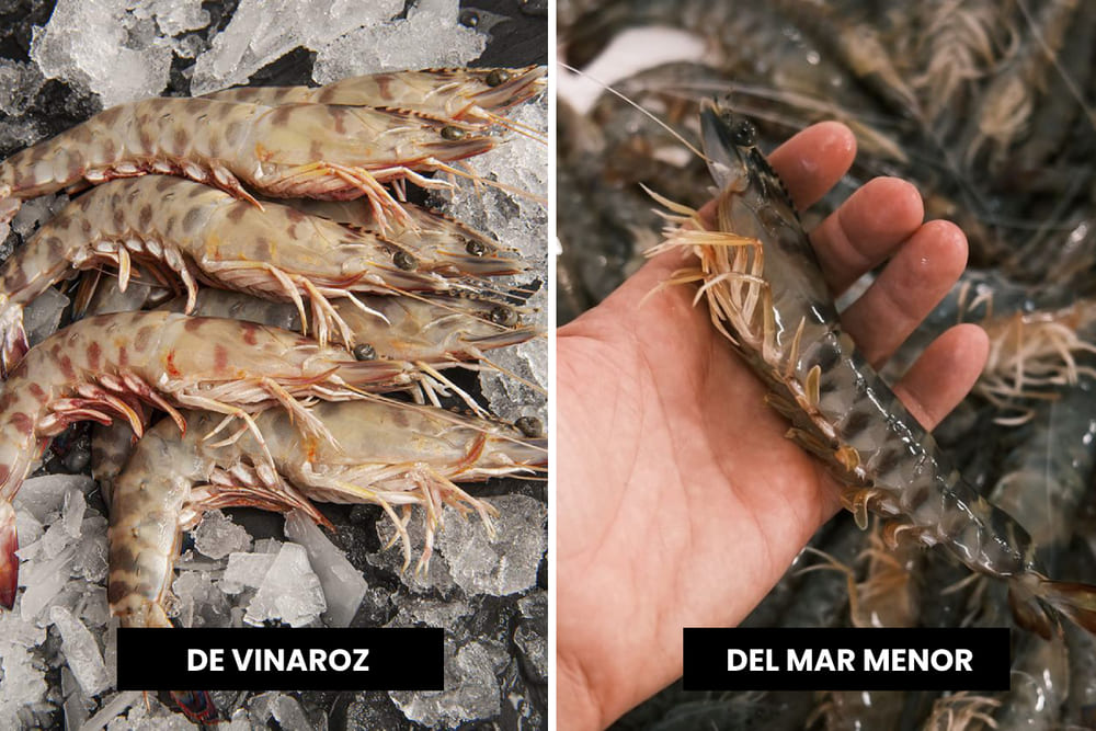 langostino Vinaroz vs Mar Menor