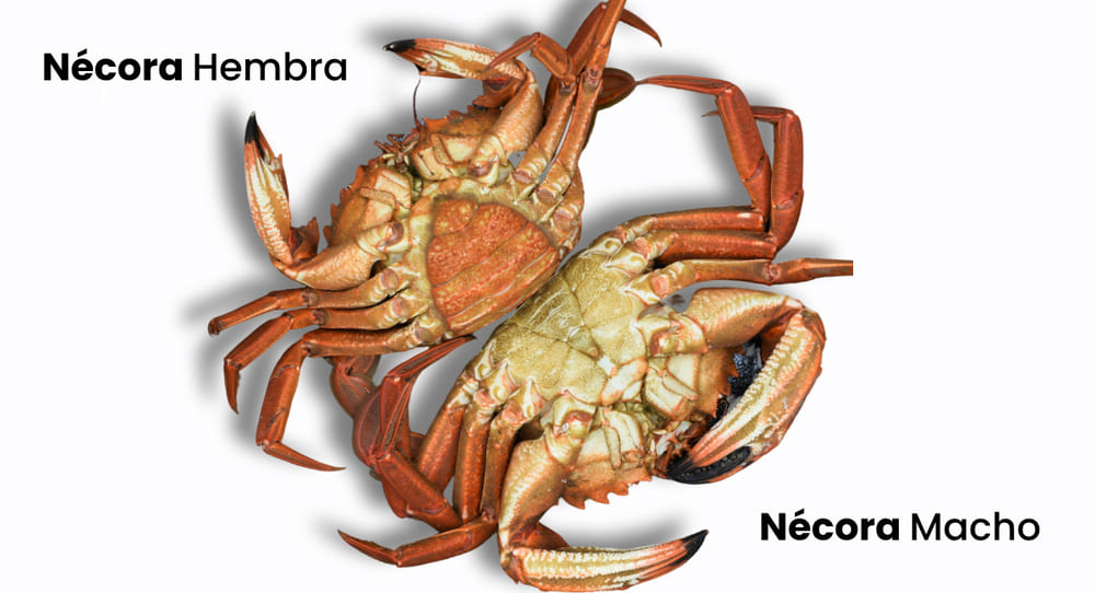 comparativa entre nécora macho y hembra