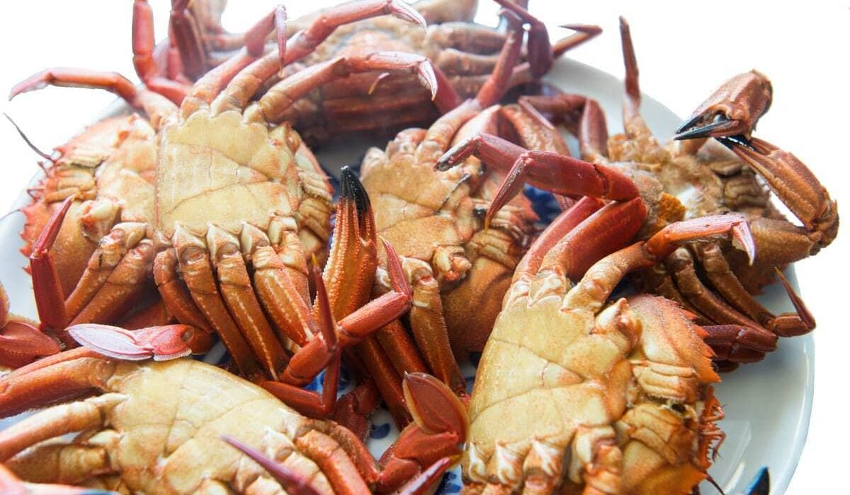 diferencias entre nécora macho y hembra