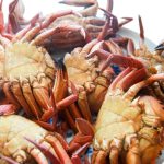 diferencias entre nécora macho y hembra