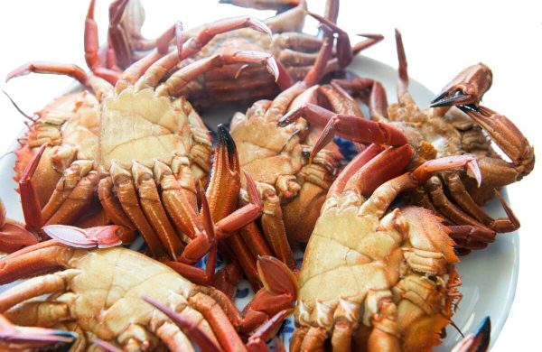 diferencias entre nécora macho y hembra