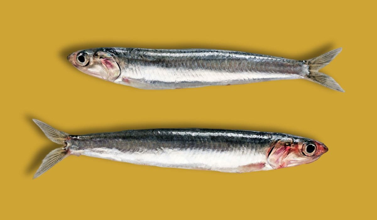 diferencias entre anchoa y boquerón