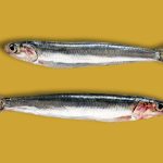 diferencias entre anchoa y boquerón