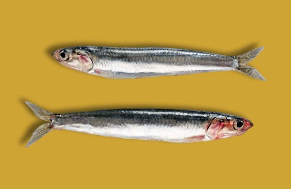 diferencias entre anchoa y boquerón