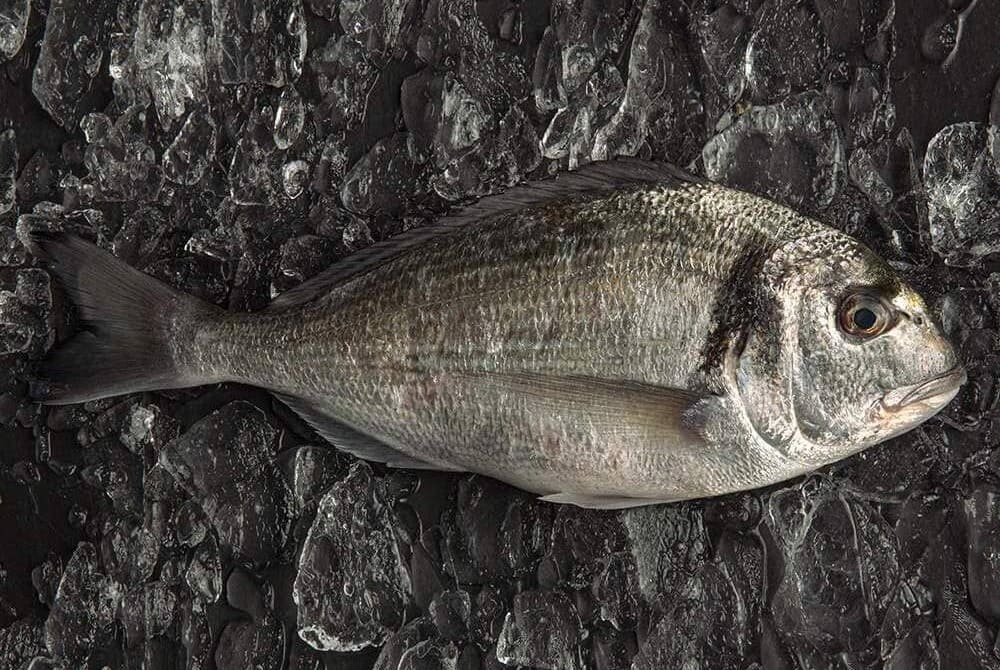 dorada fresca