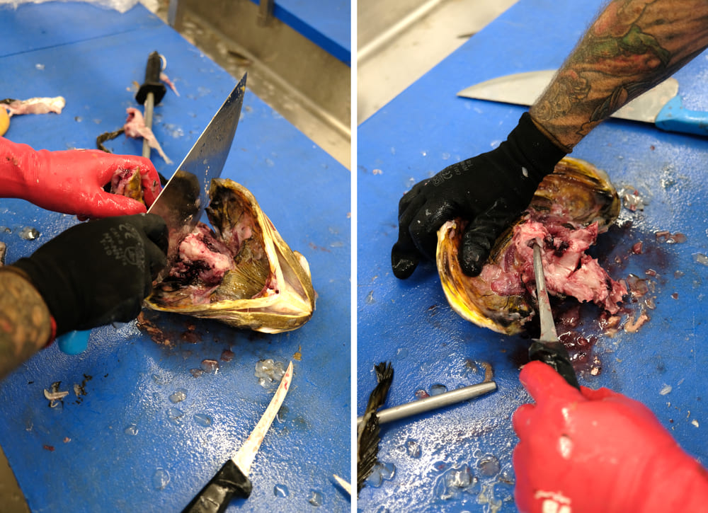 extraer los otolitos de corvina