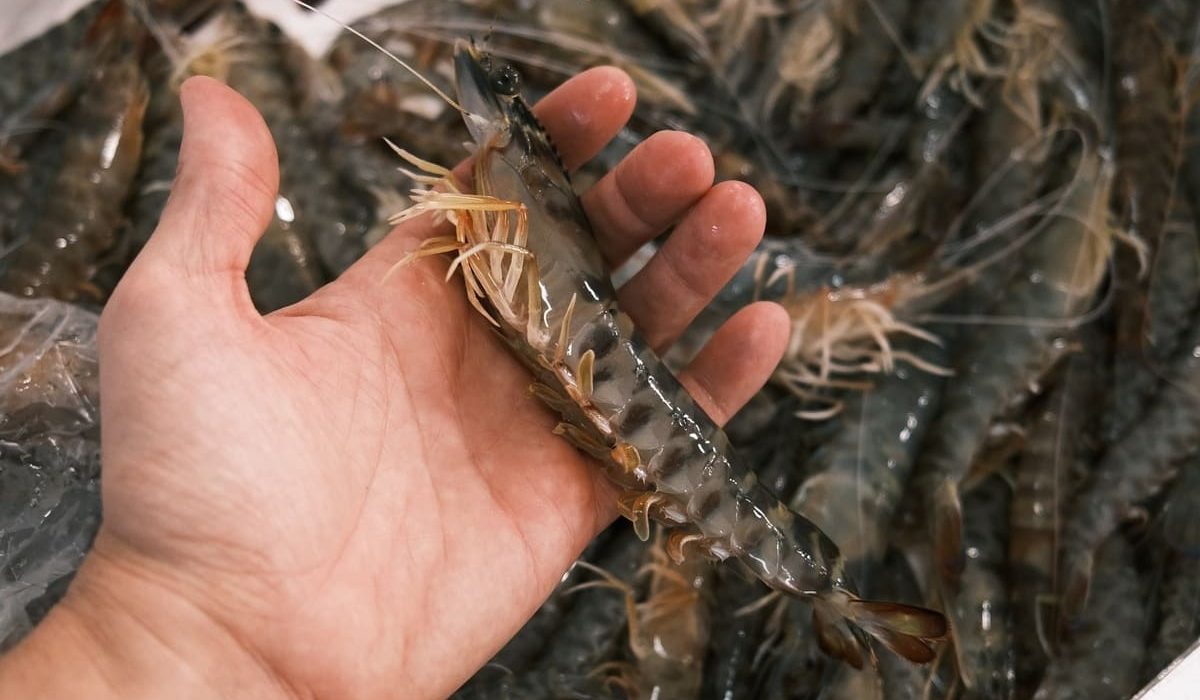 langostino del Mar Menor