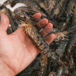 langostino del Mar Menor