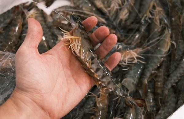 langostino del Mar Menor
