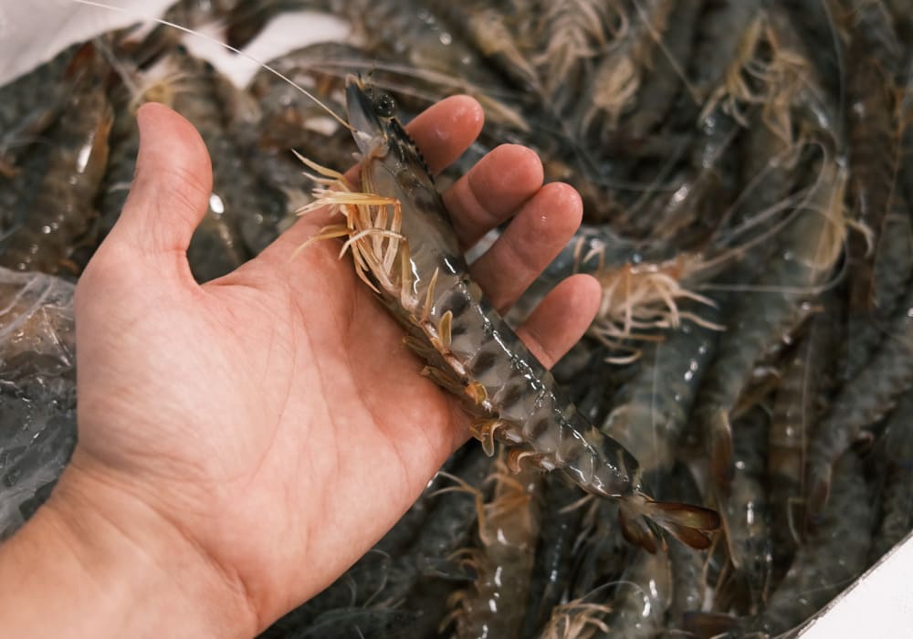 langostinos de temporada