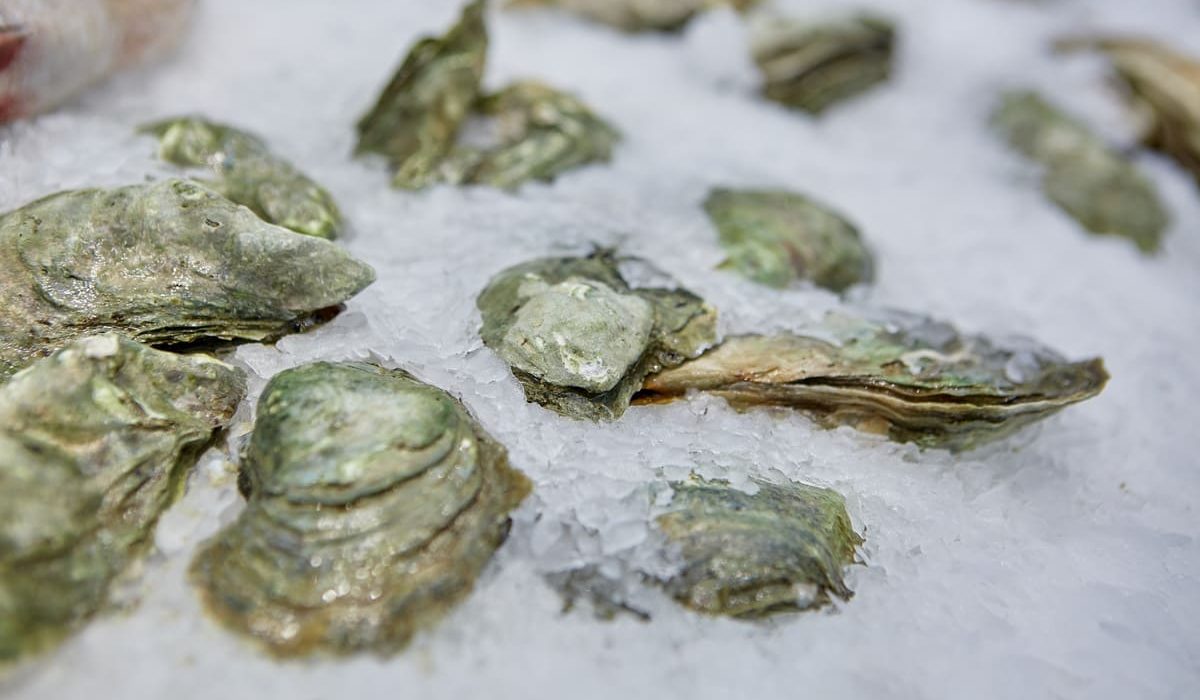 ostras congeladas