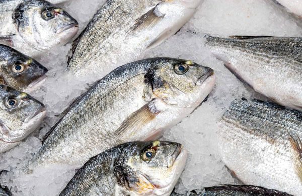 pescados con menos mercurio