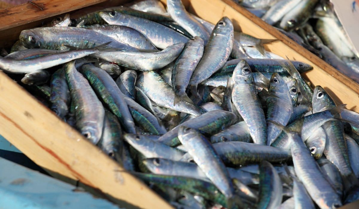 pescados ricos en hierro